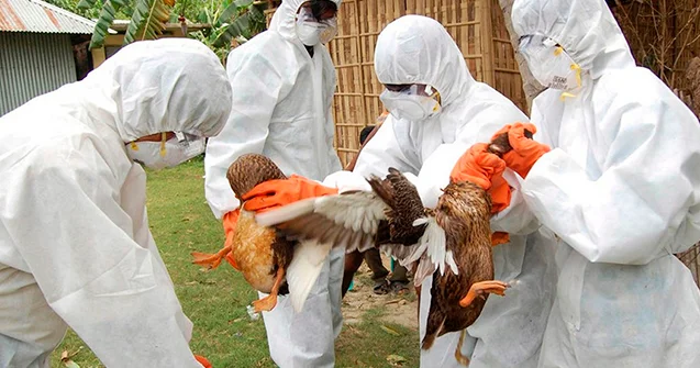 Quş qripi təhlükəsi qapıda: Azərbaycan hansı risklərlə üz üzədir? KONKRET