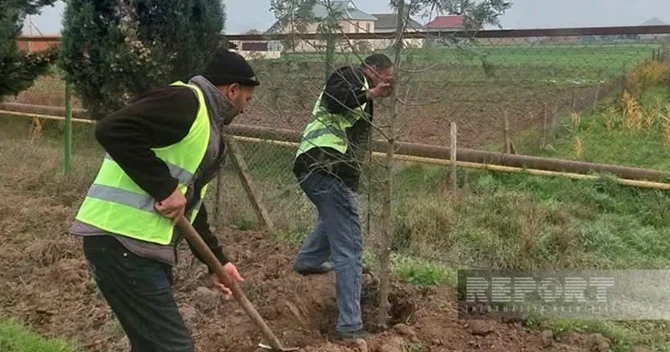 Cəlilabadda 70 ədəd Şərq tuyası ağacı əkilib