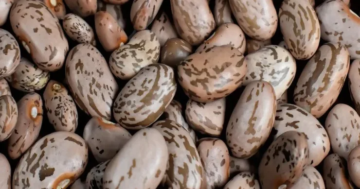 Lobyanı necə saxlamaq lazımdır ki, içində qurd və ya böcək əmələ gəlməsin?