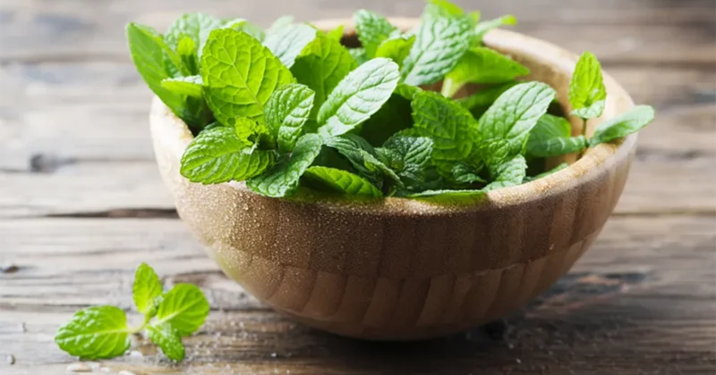 Sakitləşdirir, ağrıları azaldır