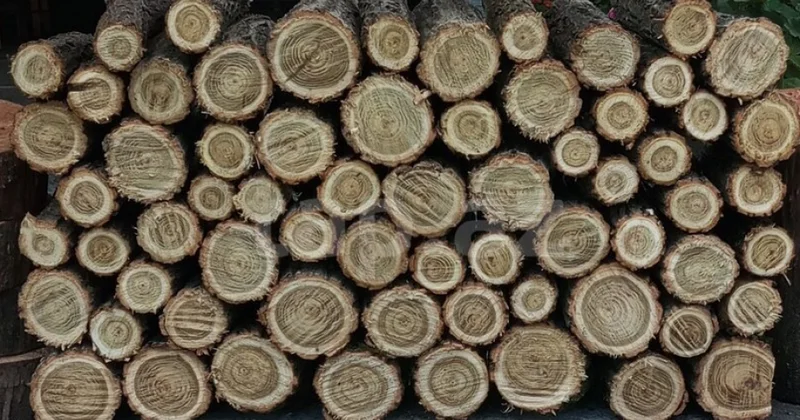 Xidmət rəisi: Odun əldə etmək istəyən qazlaşdırılmayan kəndlərin sakinləri Regional Meşə Təsərrüfatı Mərkəzlərinə müraciət edə bilərlər