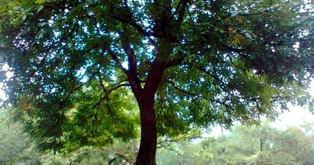 Ağacdan yıxılan kişinin boynu sındı