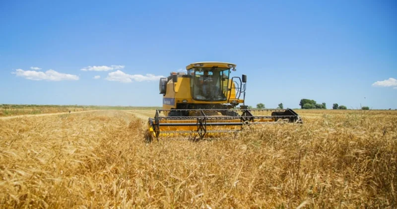 Taxıl sahələrinə səssiz hücum: İlbizlər hektarları yeyib yox edir