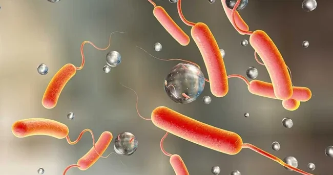 Afrikada vəbaya yoluxanların sayı 300.000 i keçib, 7000 dən çox ölüm qeydə alınıb