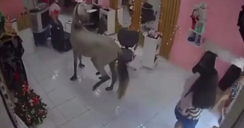 Лошадь ворвалась в салон красоты в Бразилии ВИДЕО