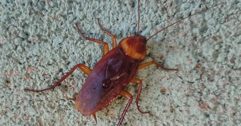 İki nəfəri öldürdü, əmri tarakandan almışam dedi