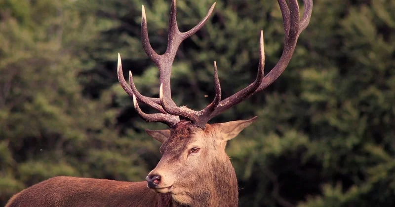 Rusiyadan Bakıya maral buynuzu gətirmək istəyən şəxs ələ keçdi FOTO