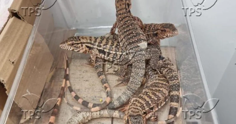 İsraildə çamadanında 186 ekzotik heyvanı gizlədən şəxs saxlanıldı