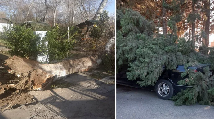 Yevlaxda GÜCLÜ KÜLƏK: Ağaclar və elektrik dirəkləri aşıb FOTO