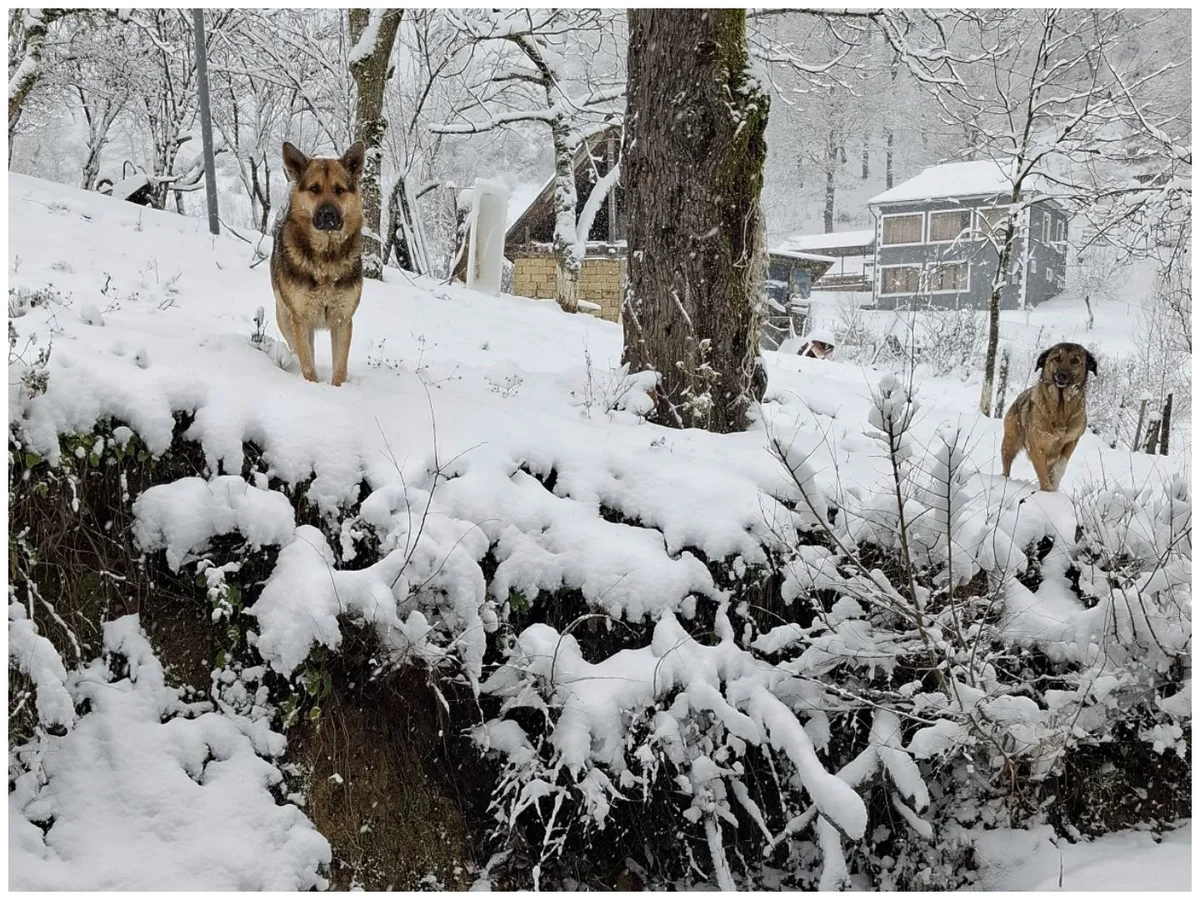 Lerikə yağan qarın ecazkar mənəzərəsi FOTO