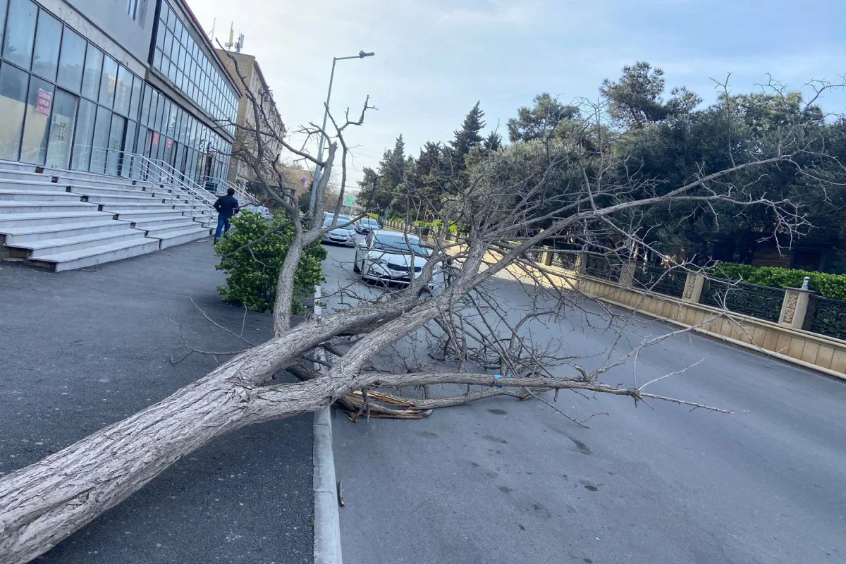 Güclü külək daha bir rayonda fəsadlar TÖRƏTDİ KONKRET