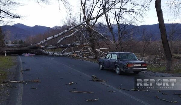 Güclü külək ağacları aşırdı: bu yol bağlandı Foto