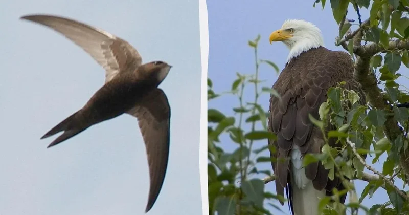 Tarixin ən uzun uçuşu: quşlar eniş etmədən nə qədər uça bilər?