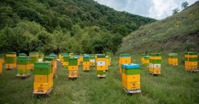 Bal çoxdur, alıcı yoxdur