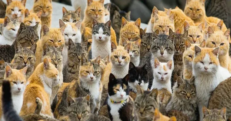 Dünyada neçə pişik var? Hesablamalar aparılıb