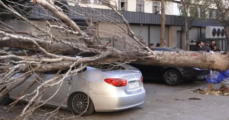 В Баку дерево рухнуло на припаркованный автомобиль: есть пострадавший