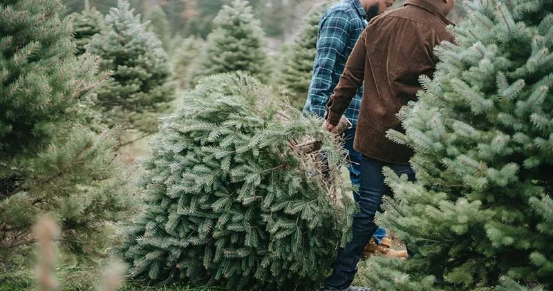 Yeni ildə təbii yolka qurmağın inanılmaz faydası