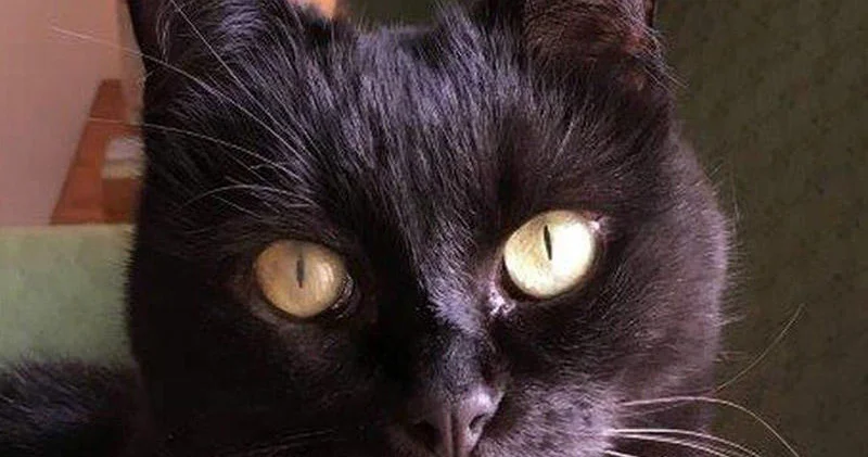 Məşhur pişik yemi qusma, halsızlıq, tük tökülməsi, güclü qaşınma, qaraciyər böyrək problemi yaradır Bakıda marketlərdə SATILIR