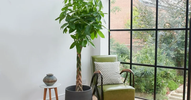 Otağın içində yetişdirilə bilən meyvə ağacları