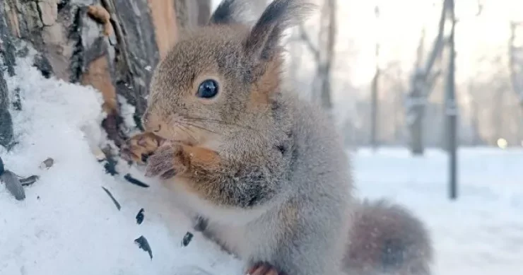 Zaqatalaya yarım metr hündürlüyündə qar yağdı GÜNÜN HAVASI