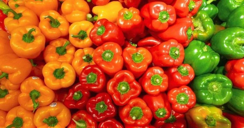 Xərçəngə qarşı, immunitet gücləndirici, vitamin rekordçusu Bolqar bibərinin hansı rəngi güclüdür?