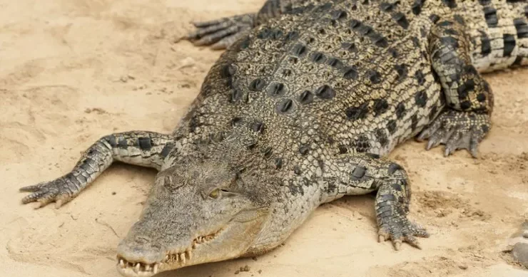 Timsah 4 cü sinif şagirdini parçaladı