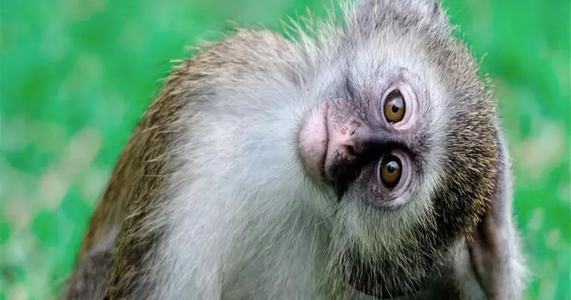 В США нейросети мешают поиску беглых мартышек