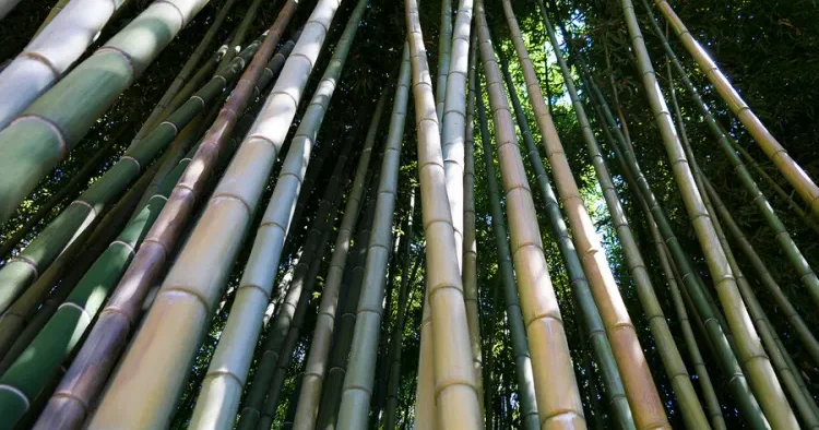 Bambu qan şəkərini salmağa kömək edir və iltihabı azaldır