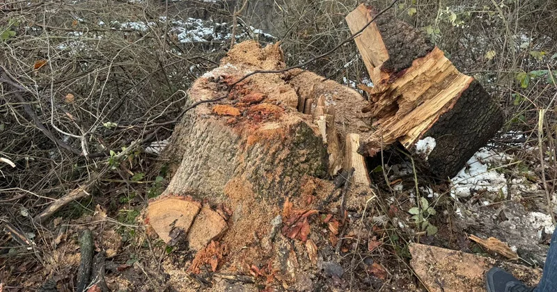 Ağacları qanunsuz kəsirdi Polis saxladı