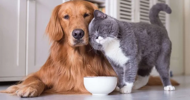 В Украине поддержали законопроект о гуманном обращении с животными