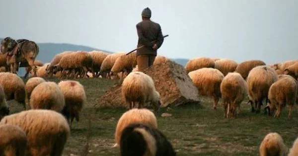 Хищение скота на полмиллиона манатов: пастухи и владельцы фермы обвиняют друг друга