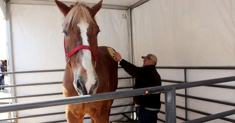Atlar insanların qorxu emosiyasını qoxu vasitəsilə hiss edə bilir