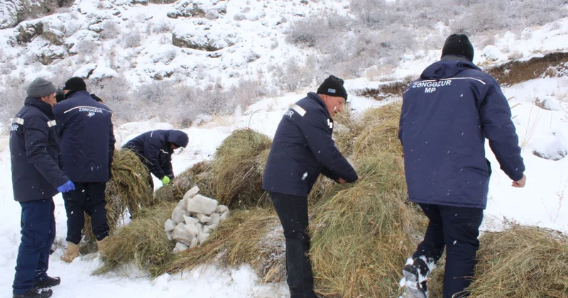 Naxçıvanda çöl heyvanları üçün biotexniki tədbirlər keçirilib