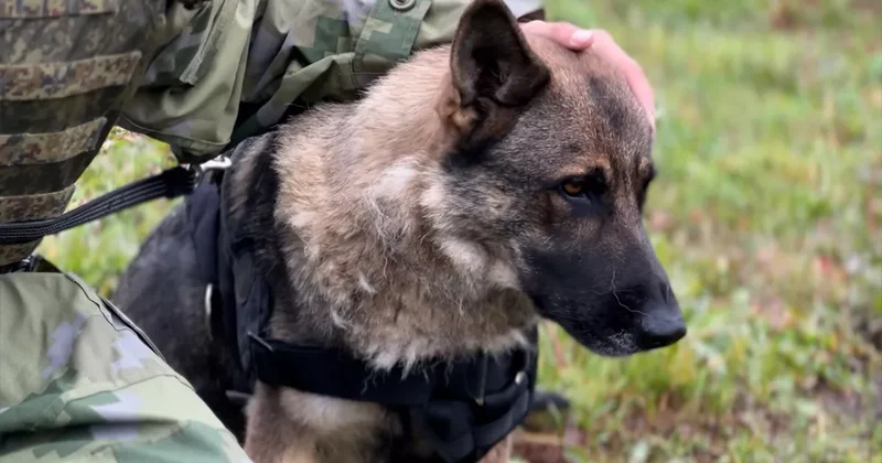 СМИ: Сербия привлекла ФСБ к испытаниям звуковых пушек на собаках