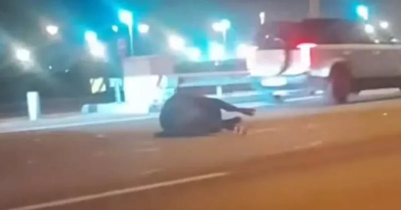 Водитель внедорожника сбил быка на бакинской трассе Парадоксальное ДТП / ВИДЕО