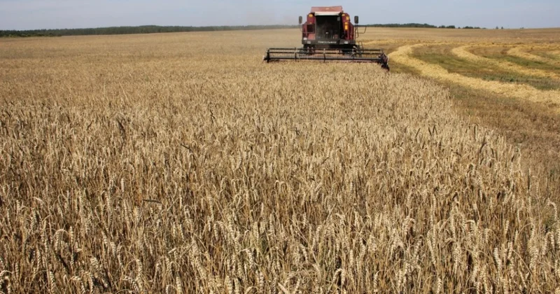 Şəmkirdə 13500 hektar sahədə taxıl əkini proqnozlaşdırılıb