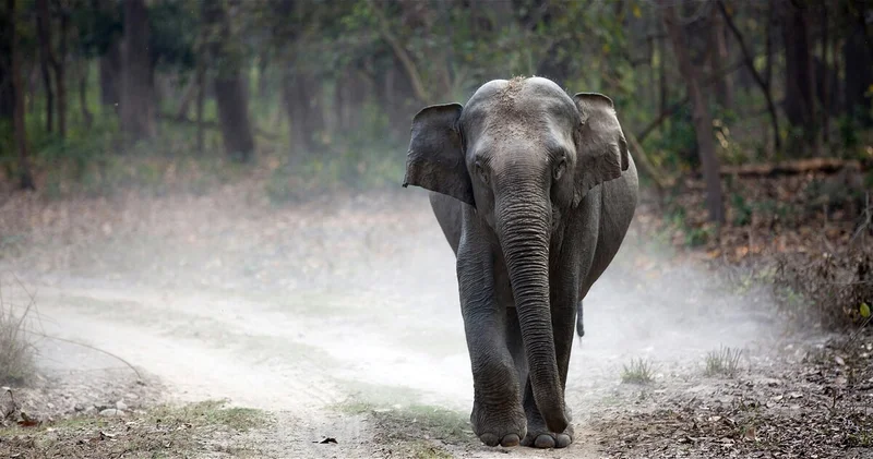 В Индии была поднята тревога из за слона, который унес жизни 22 человек, также подключен искусственный интеллект