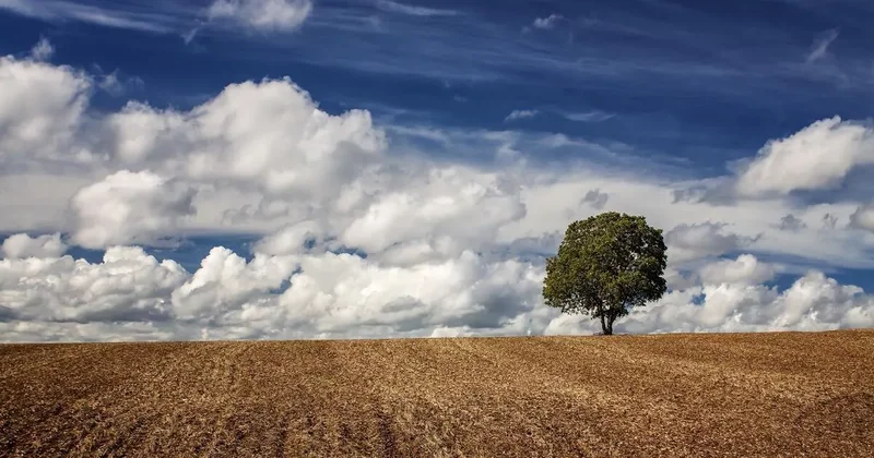 Бакметрополитен выполнил работу 20 миллионов деревьев