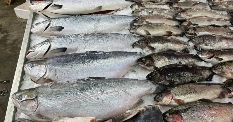 Форель подорожала, а каковы цены на другие виды рыб в Баку? РЕПОРТАЖ ФОТО