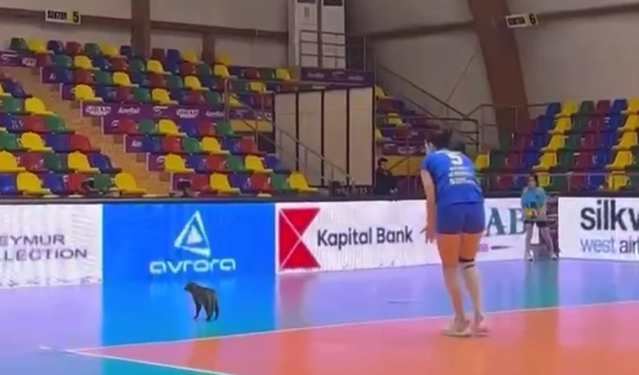 Voleybol matçında çağırılmamış “qonaq” VİDEO