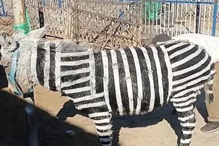 Heyvanxanada eşşəkləri rəngləyib zebraya çevirdilər