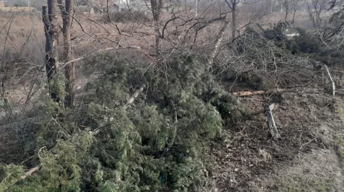 Mingəçevirdə QƏZA: Bir neçə ağac qırıldı FOTO