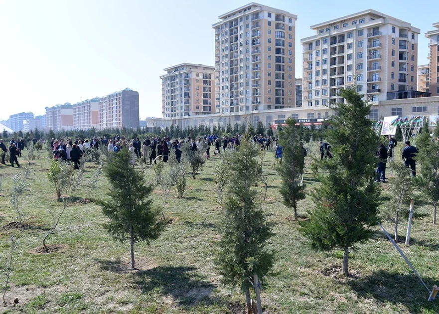 Sumqayıtda ağacəkmə aksiyası keçirilib