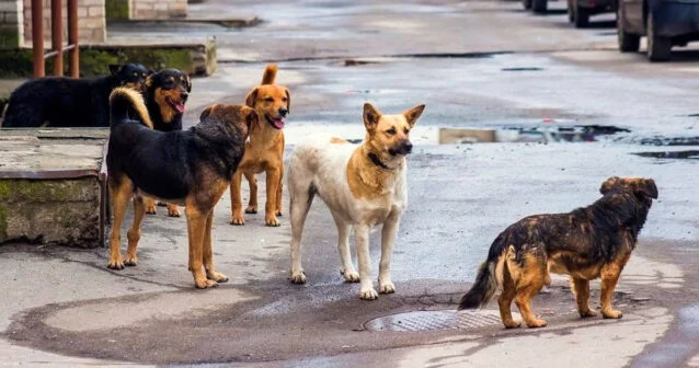 İt sürüsü uşaqlara hücum elədi...