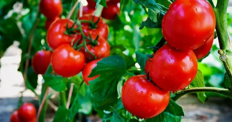 Министр: Возможен выход азербайджанской продукции на латвийский рынок