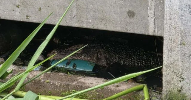 Taylandda monitor kərtənkələ körpəni yeyib...