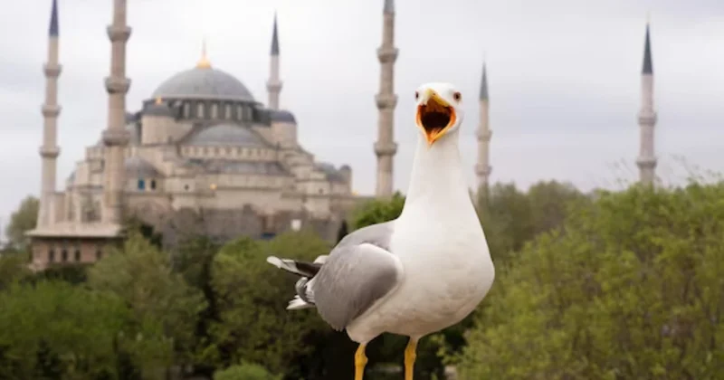 Türkiyədə maraqlı mənzərə: Qağayılar yem əldə etmək üçün pişiyə çevrildilər