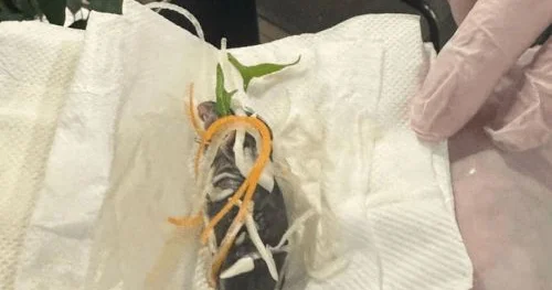 Hamilə qadının salatından ölü siçan çıxdı
