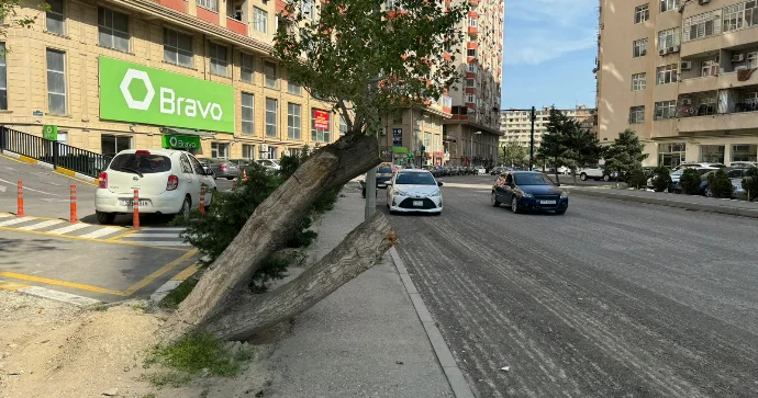 Nizami rayonunda ağac səkini tutub, qurumlar hələ bir birinin üstünə atmaqla məşğuldur FOTO