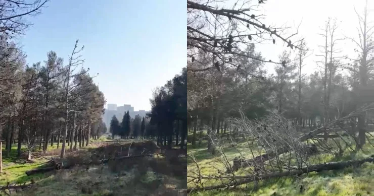Bakıda yaşıllıq göz görə görə məhv olur VİDEO